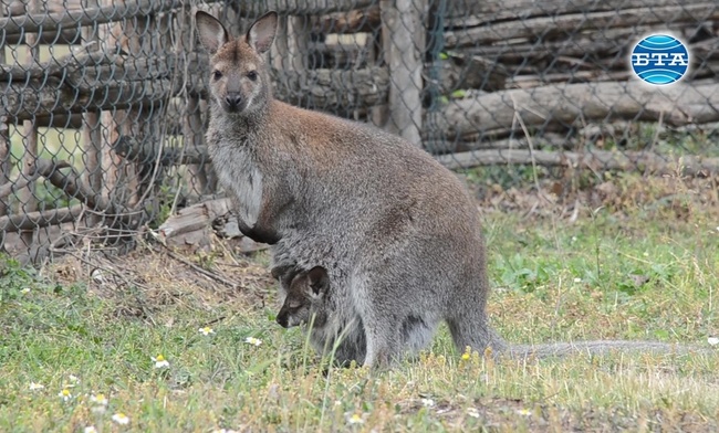 Новородени кенгурчета предизвикват любопитството на посетителите в Добричкия зоопарк