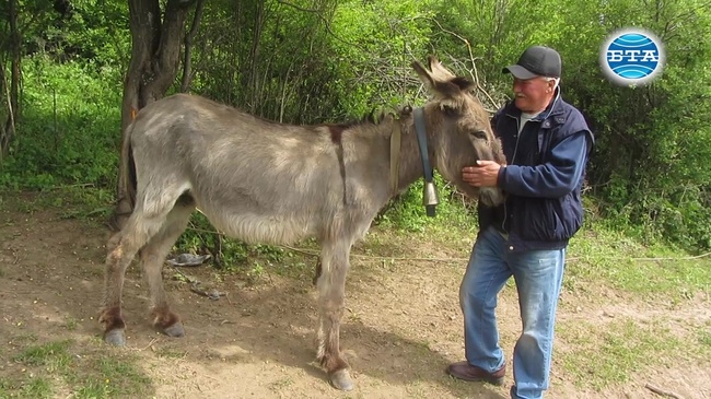 Родственик на Гюрга Пинджурова възстановява развъждането на магарета в Трънско