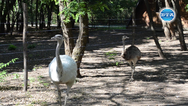 Двойка нанду са новите обитатели на зоопарка в Добрич
