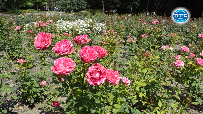 Феерия от цветове в най-големия розариум в България