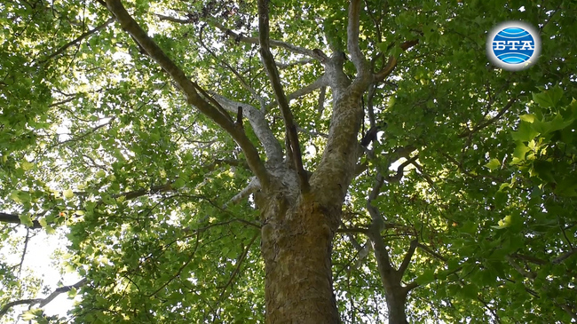 Варна - за вековните дървета и грижата за тях 