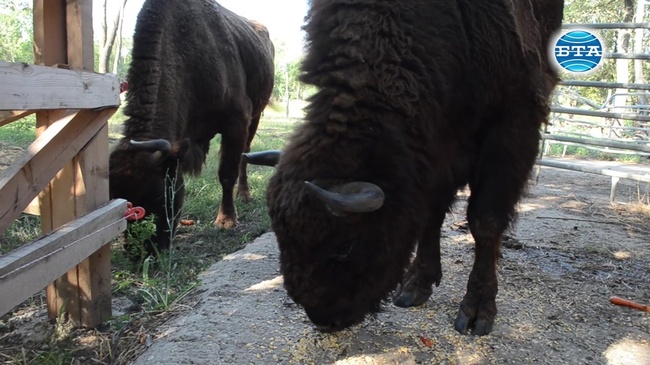 Европейски бизони са най-новите обитатели на зоопарка в Добрич