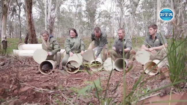 Тасманийски дяволи отново обикалят австралийския континент