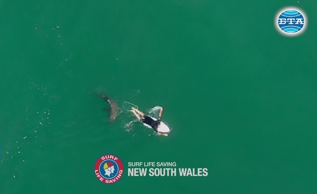 Смразяваща среща с акула