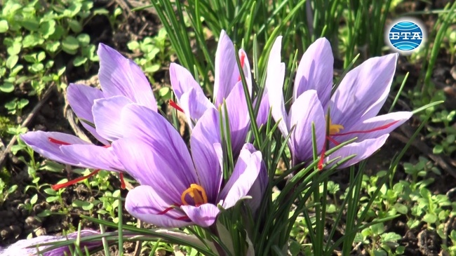 Шафранът се отглежда с любов и много труд