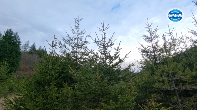 Търсенето на родопски елхи за празниците се възстановява след спада през миналата пандемична година