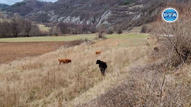 Мандра в Смилян: от колекция крави от цял свят до съхраняване на родопското животновъдство 