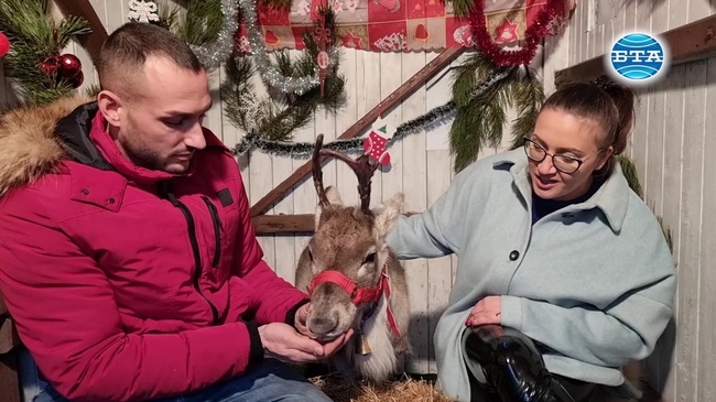 Комета - едно от еленчетата на Дядо Коледа, радва децата на Разград