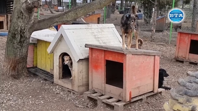 Шестстотин животни са осиновени за година от приюта в Русе