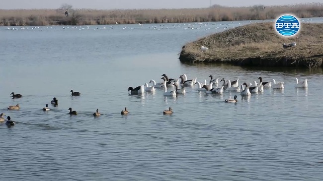 Птици, пострадали от бракониерство, бяха пуснати на свобода край Бургас