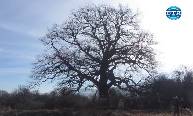 Дъб-цер в трънското село Рани луг се бори за европейско дърво на годината
