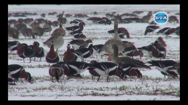 Повече червеногуши гъски се очаква да зимуват у нас тази година, в сравнение с миналата