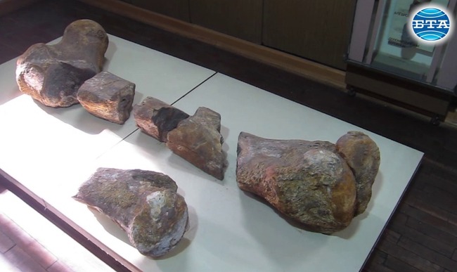 Огромна бедрена кост от праисторическо животно впечатлява гостите на музея в Плевен