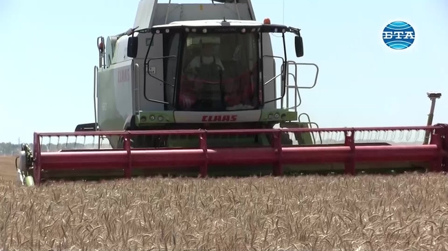 Около 700 килограма пшеница от декар очакват в Каварненско