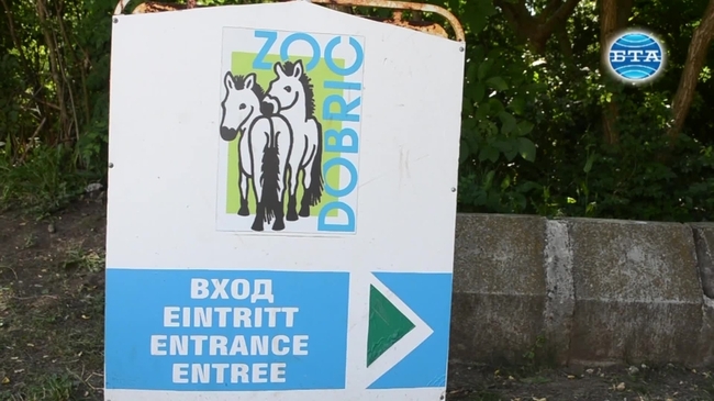 Конче от рядката порода Пржевалски се роди в зоопарка в Добрич