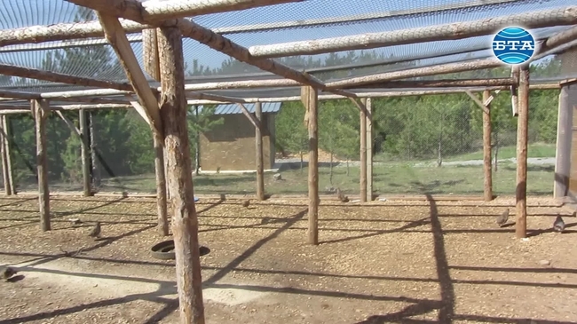 Около 400 яребици пускат ежегодно в природата радомирските ловци