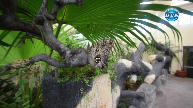 Над 200 живи пеперуди могат да се видят в зала "Тропик" на Природонаучния музей в Пловдив