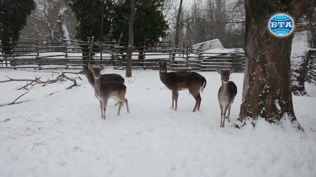 В студеното време се полагат допълнителни грижи за животните от Варненския зоопарк
