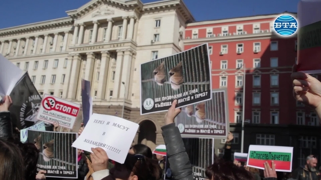 Протест срещу преместването на двете лъвчета от Разград в Пазарджик