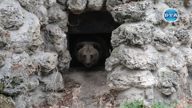 Топлото за сезона време събуди мечката във варненския зоопарк
