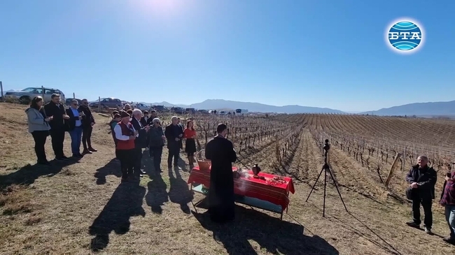 Винопроизводители от Мелнишко отвориха вратите на избите си за посетители по случай празника на лозарите и винарите