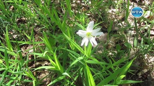Резерват "Острица" в Голо бърдо съхранява 46 дървесни и храстови вида и 316 тревни растения