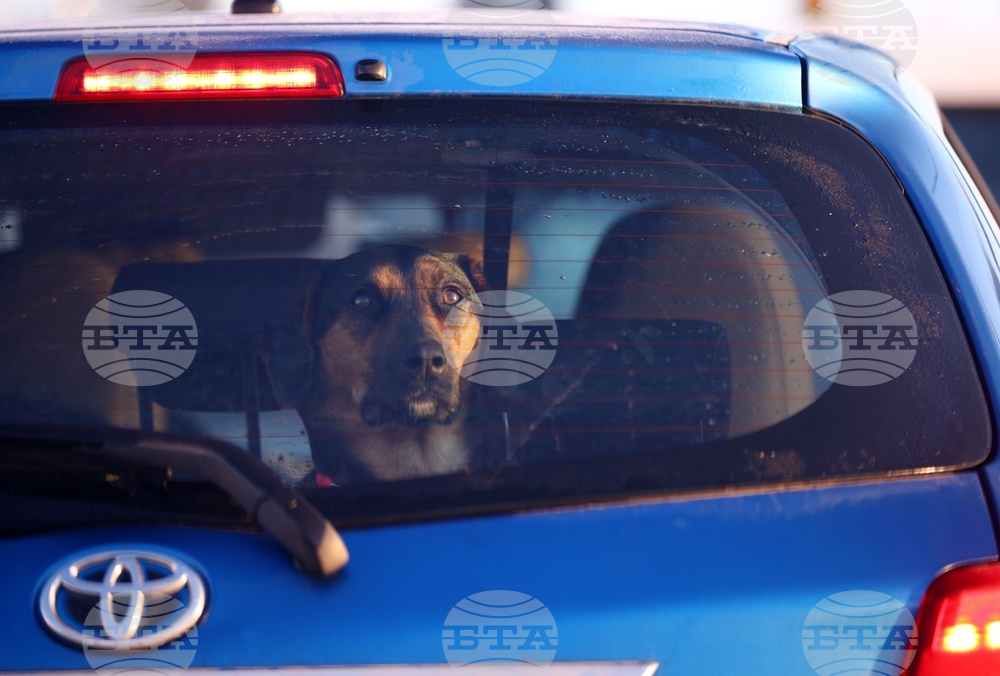 Българка е задържана и глобена в Гърция, защото оставила кучето си затворено в автомобил