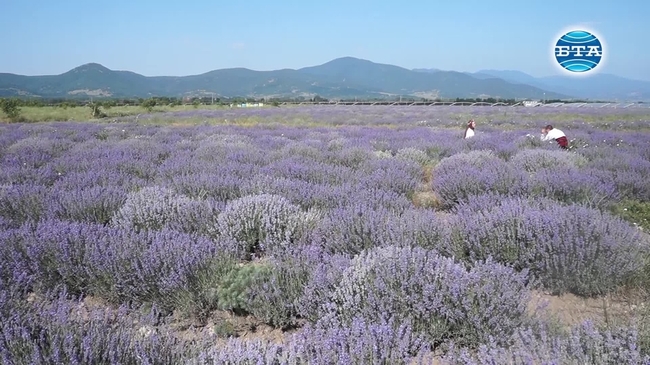 Туристи от Япония и Италия се включиха в ритуала Жънене на лавандула в района на Карлово
