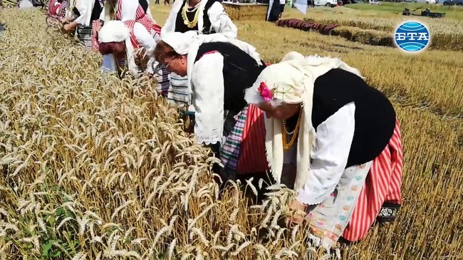 Добра реколта прогнозира земеделският министър при откриването на жътвената кампания в Сливенско