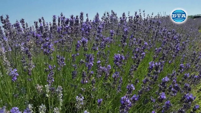 При отглеждането на лавандула най-важни са грижите през първите две години след засаждането й