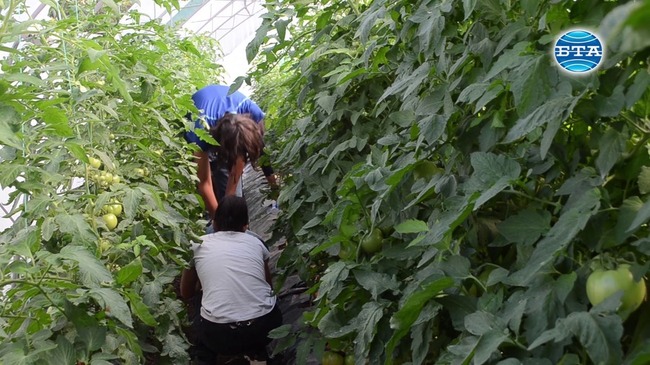 Младежи с интелектуални затруднения отглеждат цветя и зеленчуци в "Чудната градина"