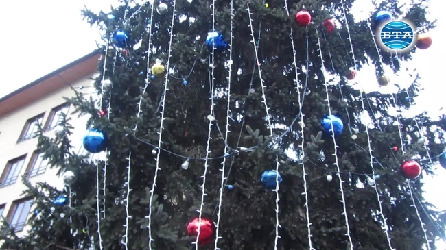 Трън претендира, че има втората по височина жива елха в България