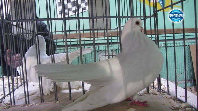 Над 630 гълъба и 120 кокошки бяха показани на изложение в Перник