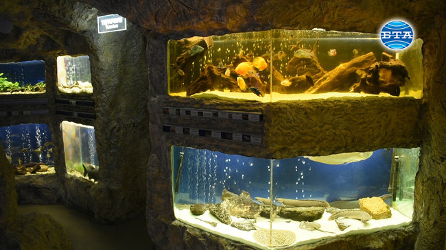 Едни от най-интересните и редки представители на световната ихтиофауна могат да се видят в аквариума на природонаучния музей в Пловдив