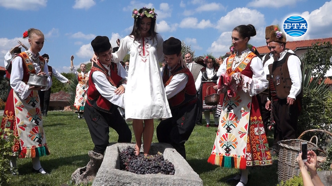 В района на Старосел очакват добра реколта от грозде, независимо от проливните дъждове тази година