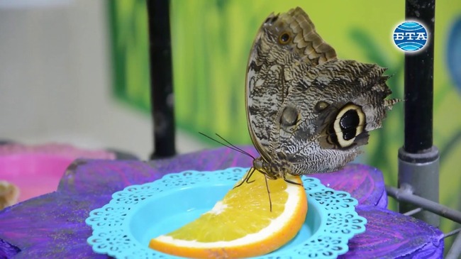Неповторима изложба на живи пеперуди може да се разгледа целогодишно край Варна