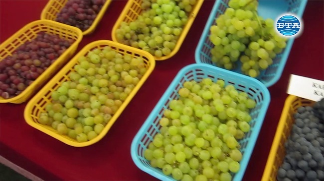 Открит ден на десертното и винено грозде се проведе в Института по лозарство и винарство в Плевен