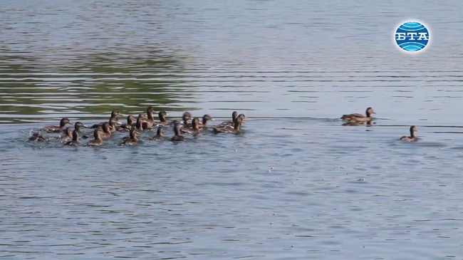 Около 100 полудиви патици бяха пуснати в езерото в столичния квартал "Дружба"