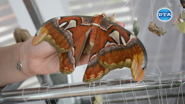 Днес в Бургас се излюпи най-голямата пеперуда в света, наричана  „Атлас”