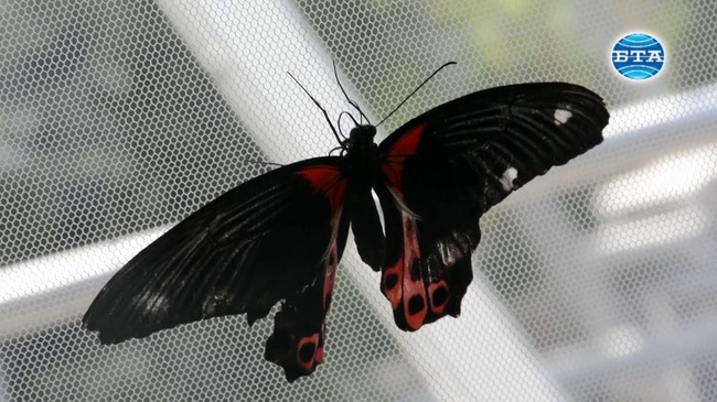 Изложба на живи тропически пеперуди е една от любимите атракции за гостите на Бургас през лятото