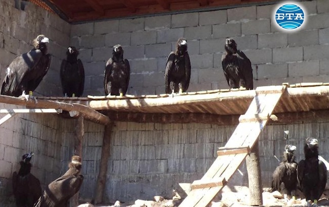 Още 22 черни лешояда пристигнаха у нас в рамките на програмата за възвръщане на вида в България