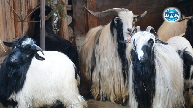 Защо в Банско отглеждат Калоферски кози?