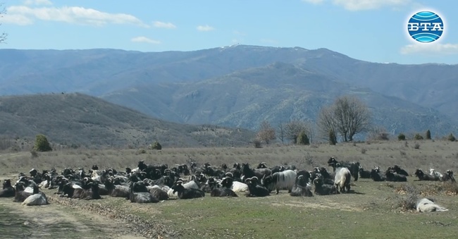 Стари български породи овце и кози отглеждат край кресненското село Влахи