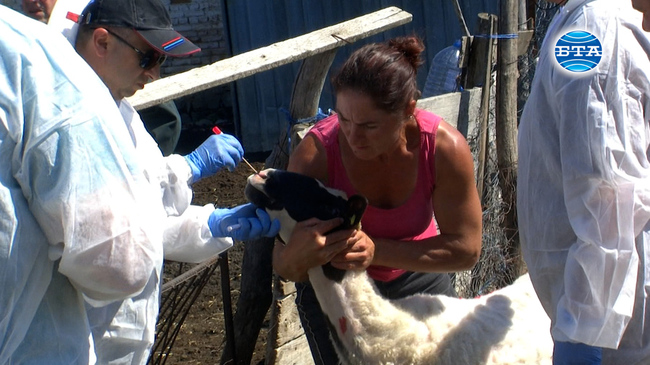 В Болярово взеха повторно кръвни проби за чума по дребните преживни животни