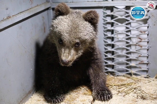 Спасените в Смолянско мечета ще бъдат върнати в дивата природа след период на рехабилитация 