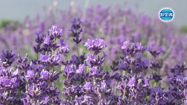 Започна прибирането на реколтата от лавандула в Карловско