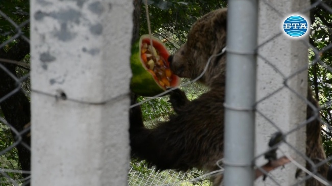 Ледени изкушения разхлаждат обитателите на Парка за танцуващи мечки 