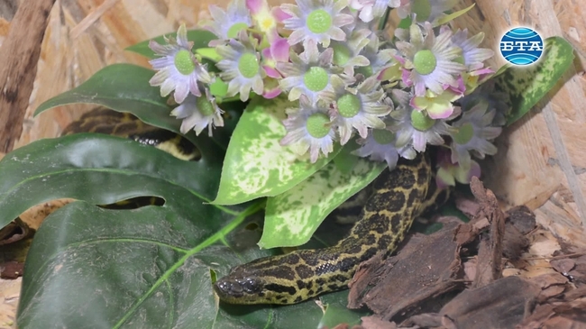 Изложба на влечуги в Бургас