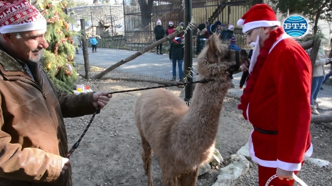  Дядо Коледа зарадва с лакомства животните във варненския зоопарк