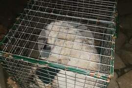 Хасково - зоопарк - вълк